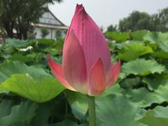 -白洋淀景区