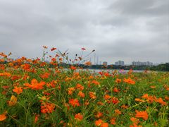 -海珠湖公园