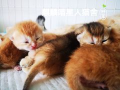 -十年猫舍·猫咪专门店(普陀店)
