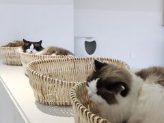 -怪兽屋·羊驼·猫咖·狗咖(俊华广场店)