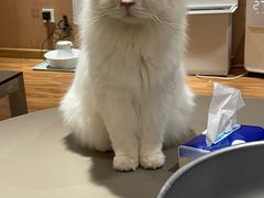 -MOCHA明星猫咖(田子坊店)