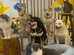 -柴迷FANS CLUB·柴犬狗咖·猫咖