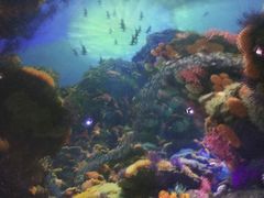 -烟台海昌鲸鲨海洋公园