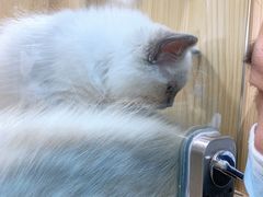 -屋虎猫馆(宝安大仟里店)