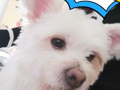 -悠尼宠物·独立低压伊珊娜洗护·美容·寄养(兰谷路店)