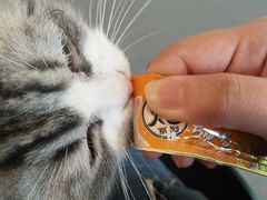 -飞行喵MR PILOT|猫舍·猫咖(静安大融城店)