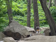 -鲁山国家森林公园