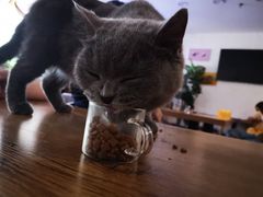 -平行世界·猫咖(首经贸店)
