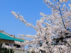 -武汉大学-樱园