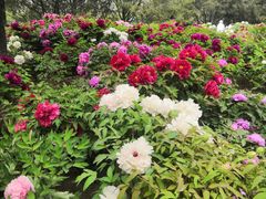 -莲花池公园