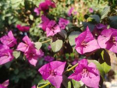 -瑞丽独树成林风景区