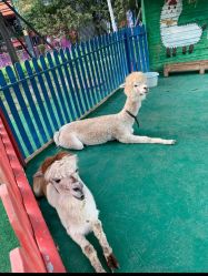 -萌宠亲子动物乐园(槐房万达店)