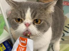 -宠物之家Pets Home 宠物寄养酒店