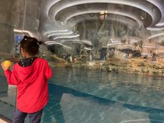 -帝企鹅自助餐厅•儿童岛•真企鹅(长隆企鹅酒店)