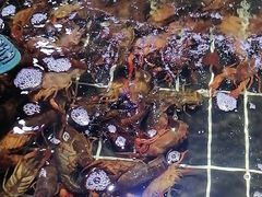 -聚盛源蒸汽海鲜火锅烤肉自助(巨川金海岸购物广场店)