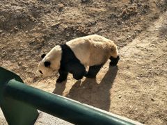 -石家庄市动物园