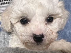 -翊宠yipet猫狗购宠庄园犬舍•猫舍