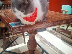 -猫色咖啡·猫咖