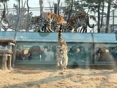 -西霞口神雕山野生动物世界