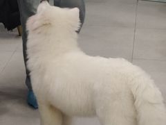 -安格丽娜·狗咖·猫咖羊驼咖(春熙路百盛商场店)