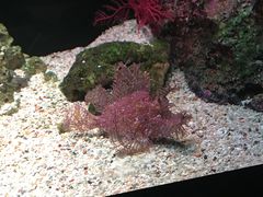 -暹罗海洋世界