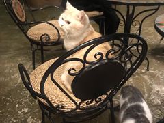 -猫猫幼稚园·撸猫·桌游·电玩