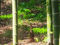 -大唐贡茶院