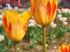 -北京国际鲜花港