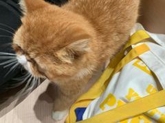 -瞄一喵猫咖(格力海岸店)
