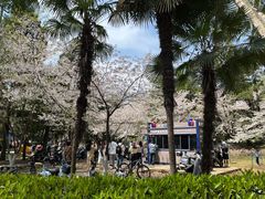 -武汉大学-樱园