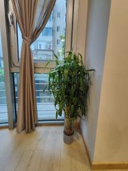 -酉嘉瑜伽YO+YOGA