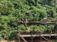 -西双版纳原始森林公园
