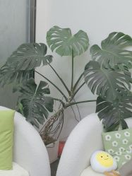 -凡碧诗毛孔清洁收细