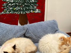 -有猫主题·治愈系猫咖(曾厝垵店)