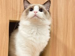 -袖虎·猫馆(体育西路店)