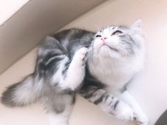 -飞行喵MR PILOT|猫舍·猫咖(静安大融城店)