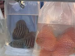 -中环花鸟鱼虫市场