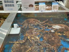 水产区-盒马鲜生(189购物中心店)