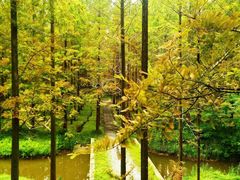 -黄海国家森林公园