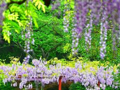 -嘉定紫藤园