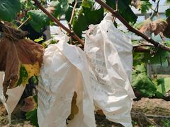 -马陆小张葡萄园农家乐