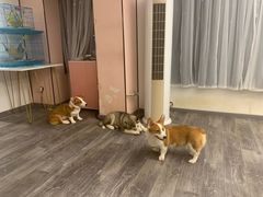 -浣熊柯尔鸭土拨鼠·电玩咖