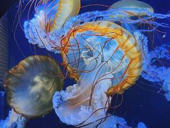 -珠海长隆海洋王国