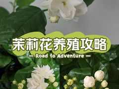 -中环花鸟鱼虫市场