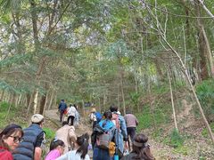 -上海佘山国家森林公园天马山园