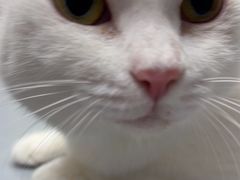 -宠物星动物医院·眼科·异宠·猫科(江南大道总院)