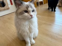 -有喵·猫咖·狗咖·30几只猫10只小狗(岗厦店)