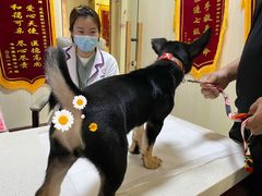 -宠爱国际动物医院· 猫科· 外科·中兽医(长白店)