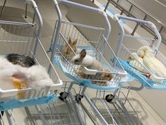 -怪兽屋·羊驼·猫咖·狗咖(俊华广场店)