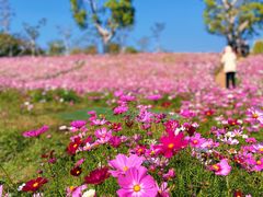 -香蜜公园
